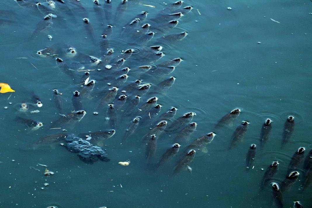 O kentte korkutan manzara: Ekipler apar topar inceleme başlattı! Yağmur suyu kanalları bile inceleniyor 2